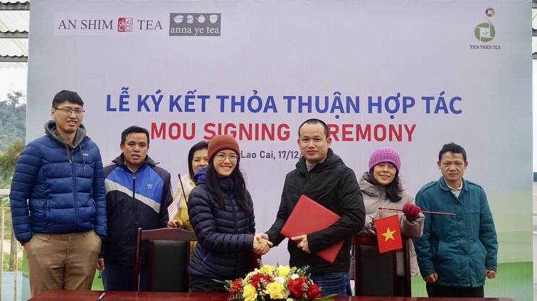 Mở rộng cửa cho Trà Shan Việt ra thế giới Mở rộng cửa cho Trà Shan Việt ra thế giới