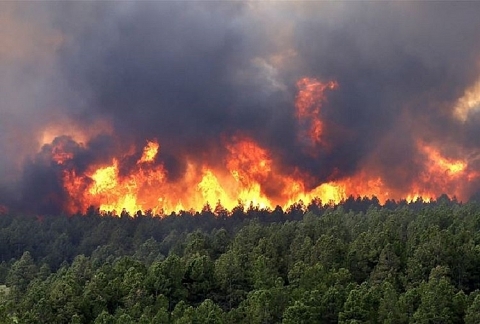 Ra chỉ thị tăng cường các biện pháp bảo vệ, phòng cháy chữa cháy rừng
