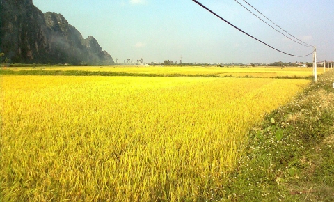 Chuyển mục đích sử dụng đất trồng lúa tại Hưng Yên