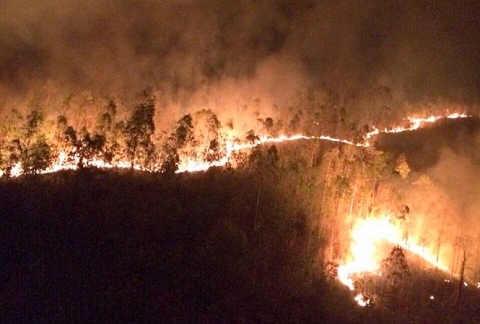 Phú Yên: Hàng chục ha rừng trồng bị thiệt hại do cháy