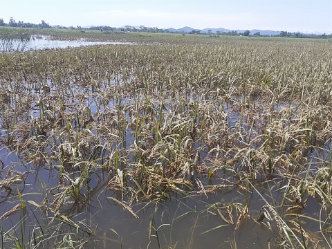 Hà Tĩnh:  Hơn vạn tấn lúa thối hỏng ngoài đồng