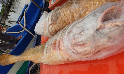 Ngư dân Cà Mau bắt được 2 con cá nghi là cá sủ vàng "khủng"