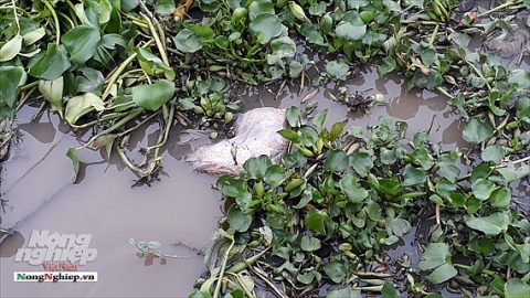 Kiên Giang: Vứt xác lợn chết ra môi trường làm lây lan dịch bệnh