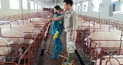 Mô hình “Sản xuất nông nghiệp tuần hoàn” ở Bắc Ninh