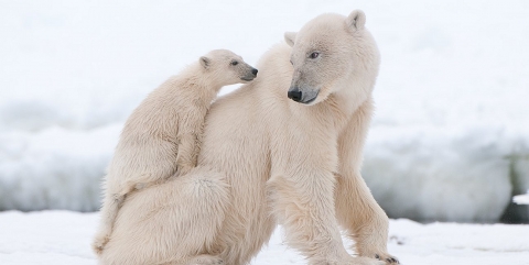 Gấu Bắc Cực có thể biến mất hoàn toàn vì hiện tượng băng tan
