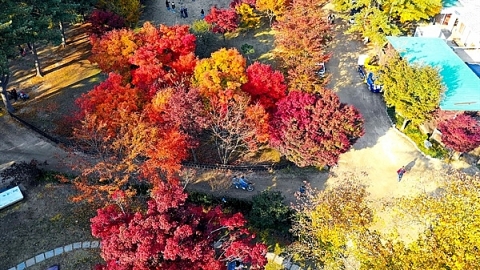 Mùa lá đỏ, lá vàng rực rỡ nhất Hàn Quốc năm 2019