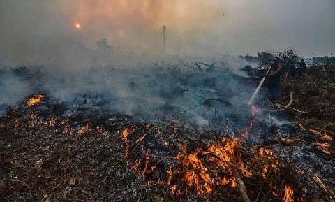 Mối liên quan giữa cháy rừng và biến đổi khí hậu