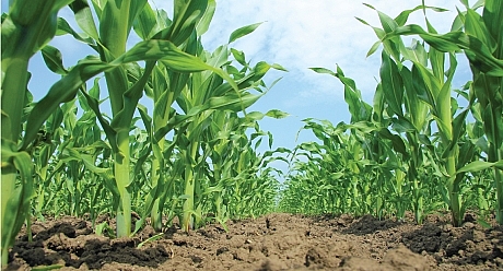 Syngenta dành 2 tỉ USD giúp ngành nông nghiệp ứng phó biến đổi khí hậu