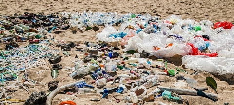 Ảnh hưởng của nhựa dùng một lần đến sinh vật biển và con người
