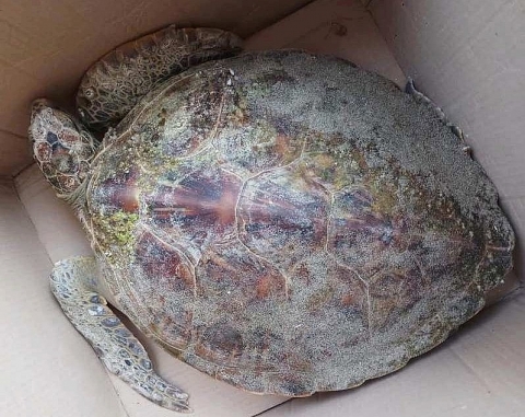 Rùa xanh quý hiếm bị thương dạt vào bờ biển Hội An