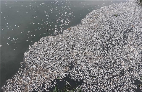 Quảng Trị: Cá chết nổi trắng hồ Đại An