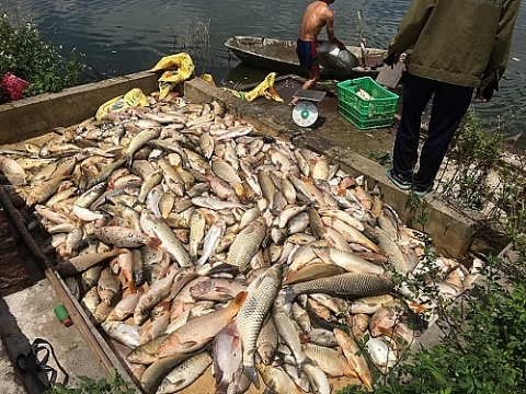 Công an vào cuộc vụ cá chết nghi bị đầu độc