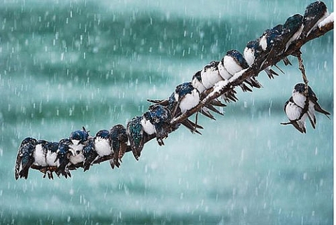 Chùm ảnh động vật chống chọi với mùa đông khắc nghiệt