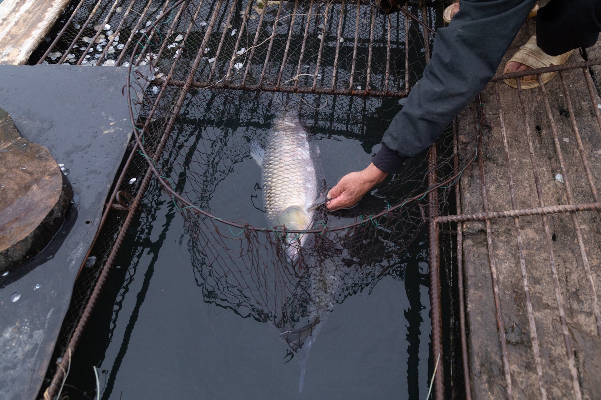 Mô hình nuôi cá mang lại hiệu quả kinh tế cao tại miền di sản Phong Nha – Kẻ Bàng
