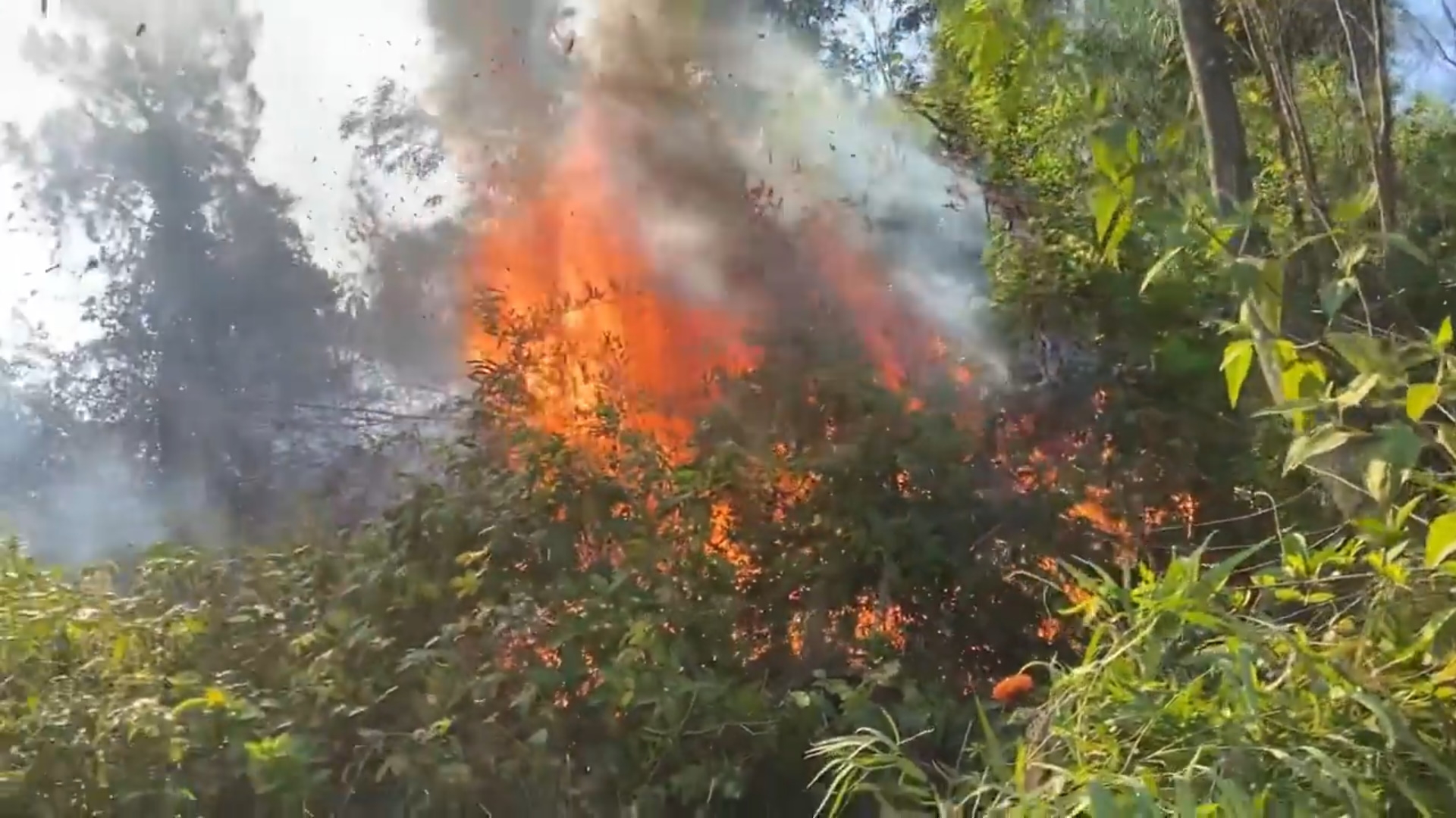 Kịp thời dập tắt cháy rừng ở Hà Tĩnh