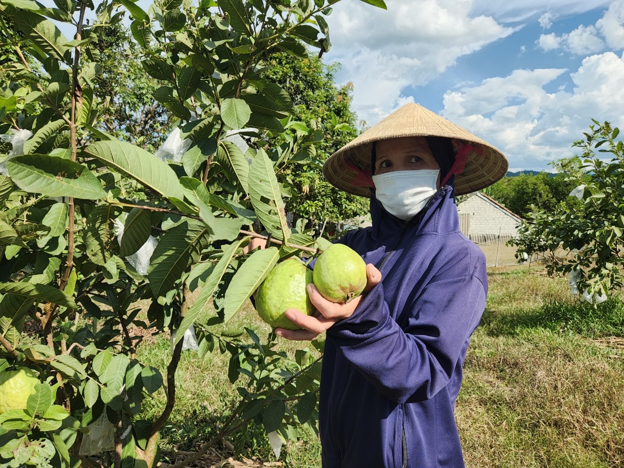 Trồng ổi lê Đài loan hướng đi mới mang lại hiệu quả kinh tế cao cho người dân huyện Vũ Quang