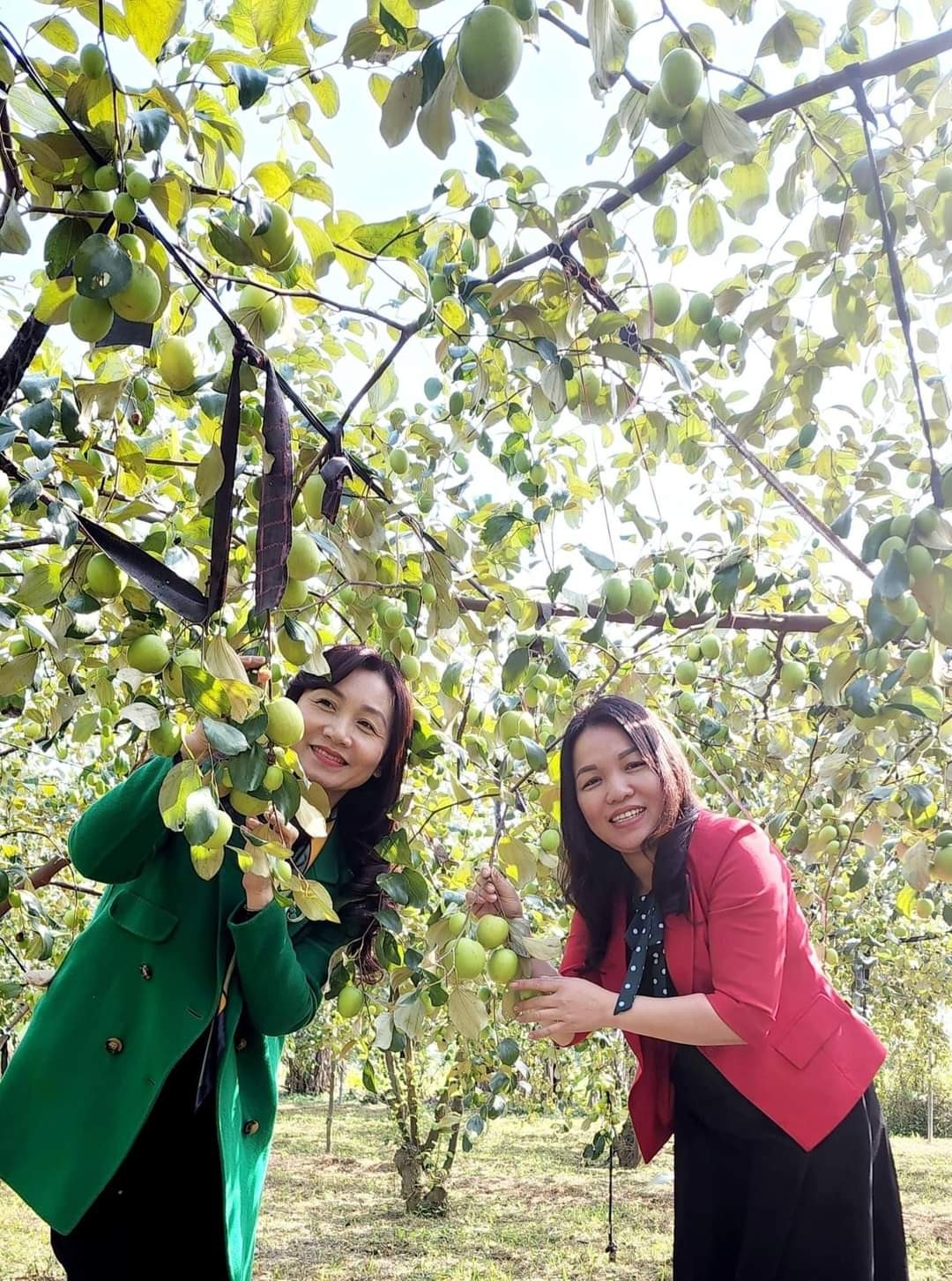 Hà Tĩnh : Mô hình trồng táo ở bãi bồi ven sông mang lại hiệu quả kinh tế, bảo vệ môi trường