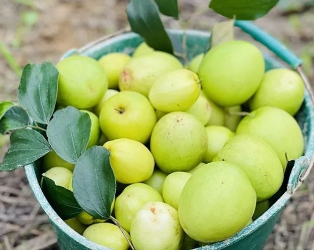 Hà Tĩnh : Mô hình trồng táo ở bãi bồi ven sông mang lại hiệu quả kinh tế, bảo vệ môi trường