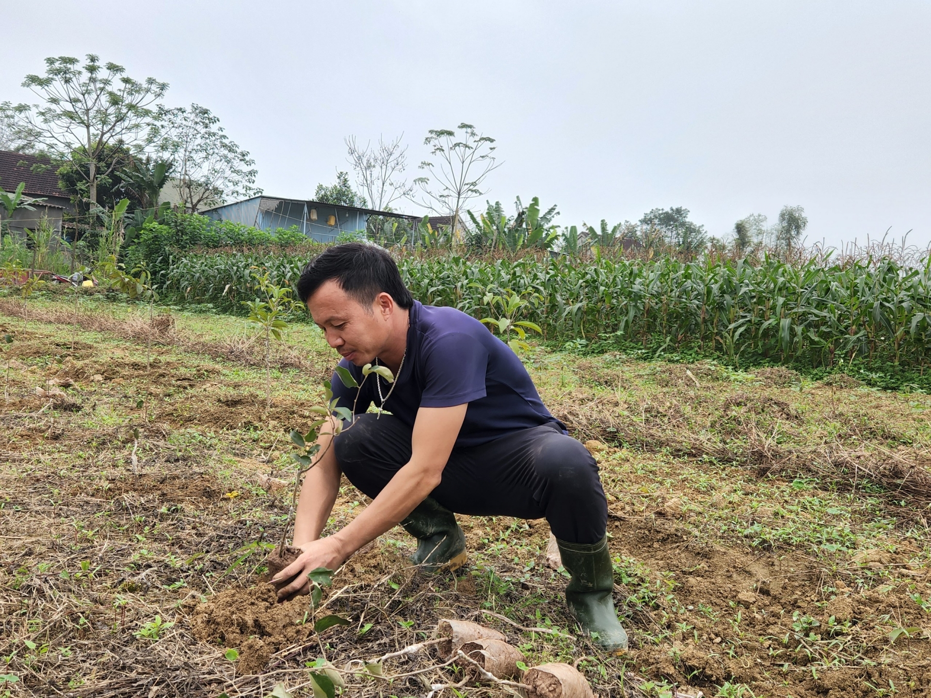 Hà Tĩnh : Mô hình trồng táo ở bãi bồi ven sông mang lại hiệu quả kinh tế, bảo vệ môi trường