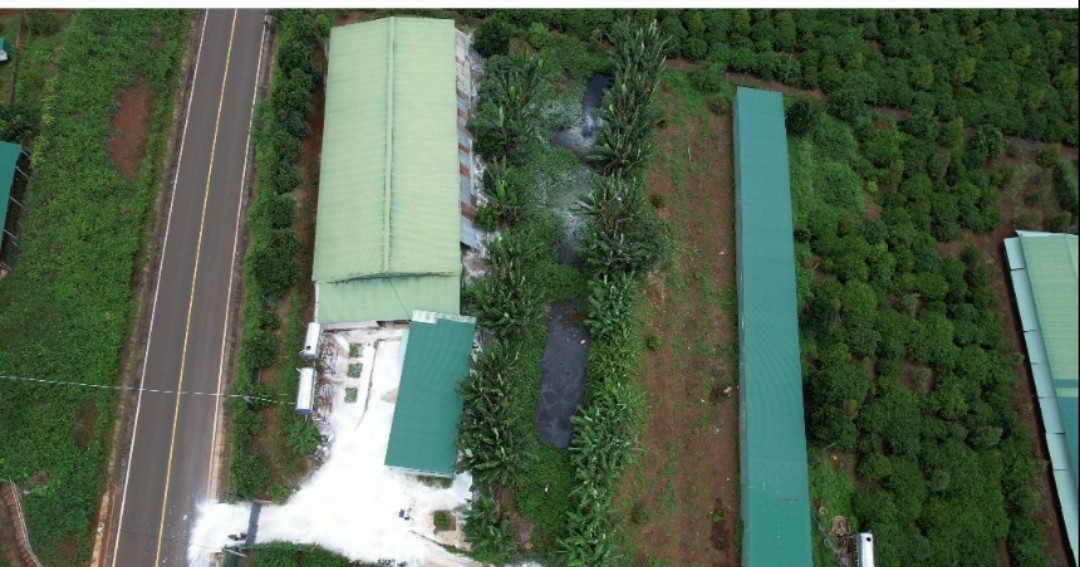 Huyện Ia Grai(Gia Lai): Trại heo "không phép" ngang nhiên hoạt động gây ảnh hưởng đến Môi trường Huyện Ia Grai(Gia Lai): Trại heo "không phép" ngang nhiên hoạt động gây ảnh hưởng đến Môi trường