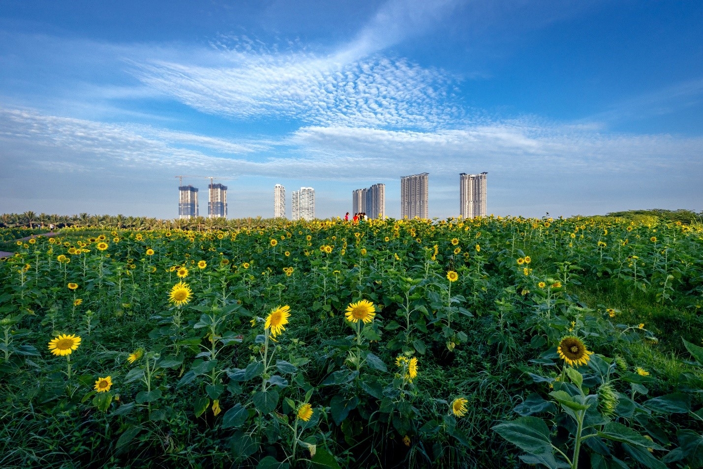 Khu đô thị Ecopark: Nơi con người được thiên nhiên yêu thương