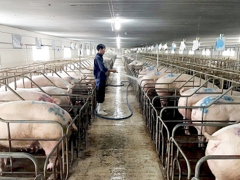 Đồng Nai: Tổng kiểm tra bảo vệ môi trường trong chăn nuôi