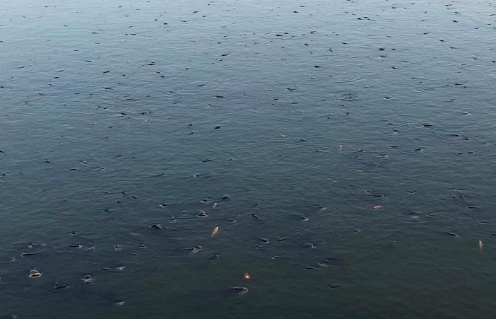 Đà Lạt (Lâm Đồng): Cá chết hàng loạt tại hồ Xuân Hương