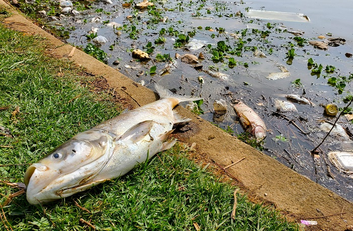 Đà Lạt (Lâm Đồng): Cá chết hàng loạt tại hồ Xuân Hương