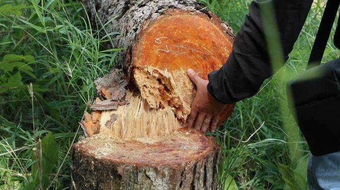 Lâm Hà (Lâm Đồng): Hàng trăm cây thông gần 20 năm tuổi bị đốn hạ