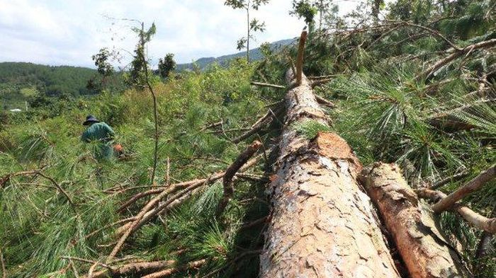 Lâm Hà (Lâm Đồng): Hàng trăm cây thông gần 20 năm tuổi bị đốn hạ