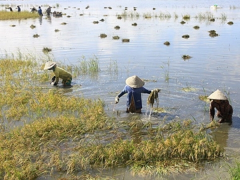 Hơn 53.000 ha sản xuất nông nghiệp tại Đồng bằng sông Cửu Long bị ảnh hưởng do lũ và triều cường