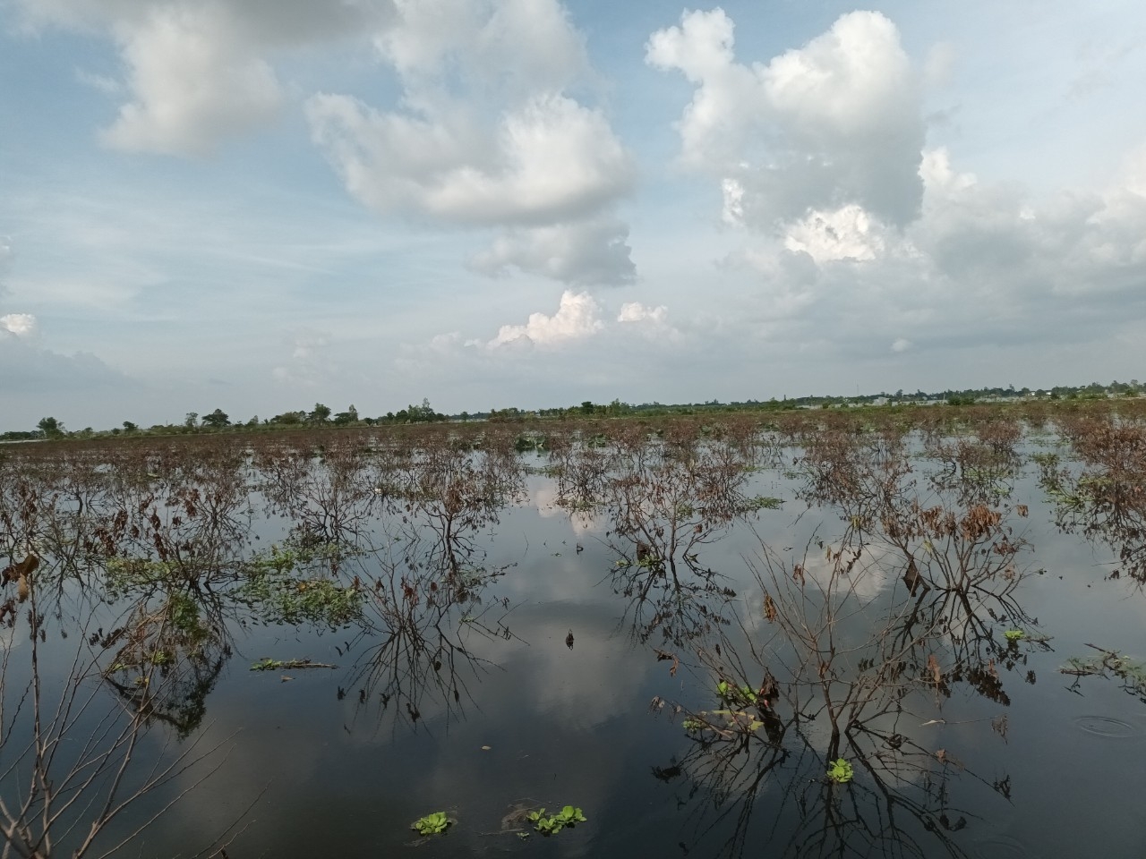 Xả lũ gây thiệt hại hàng chục hecta cây ăn trái ở huyện Phú Tân (An Giang)  Bài 3: Cơ quan chức năng vào cuộc
