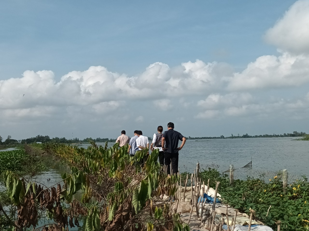 Xả lũ gây thiệt hại hàng chục hecta cây ăn trái ở huyện Phú Tân (An Giang)  Bài 3: Cơ quan chức năng vào cuộc