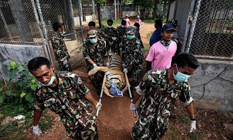 86 con hổ chết sau khi được giải cứu khỏi ngôi chùa Thái gây tranh cãi