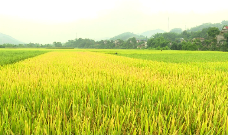 Phạt đến 500 triệu đồng nếu sử dụng đất trồng lúa vào mục đích khác không được phép