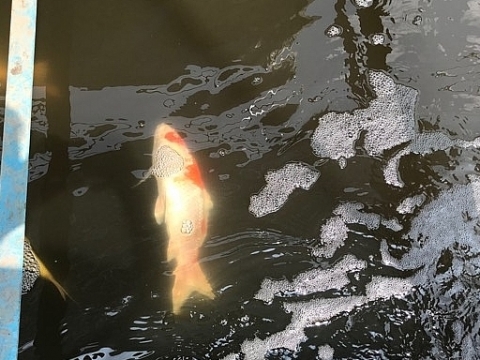 Cá Koi Nhật Bản chết trên sông Tô Lịch
