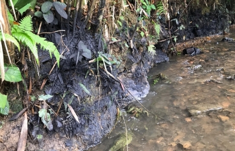Cận cảnh con suối khiến nước sinh hoạt tại Hà Nội có mùi lạ