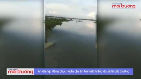 An Giang: Xả lũ gây thiệt hại hàng chục hecta cây ăn trái ở huyện Phú Tân